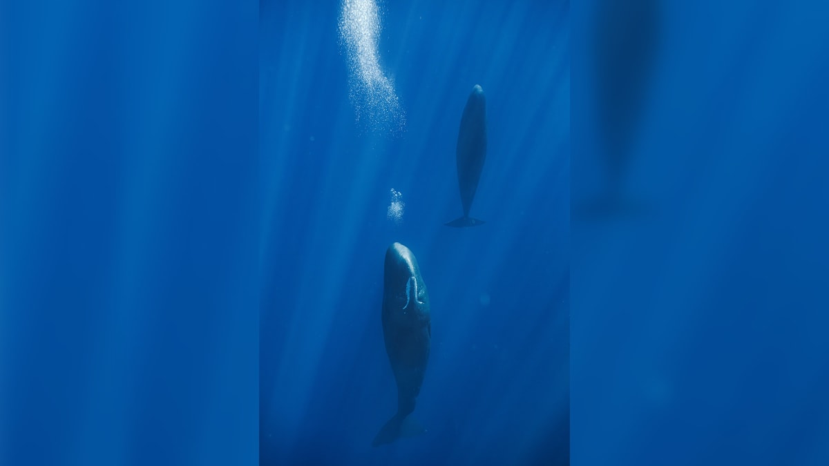 Sperm whale floating vertically underwater releasing bubbles while resting near ocean surface