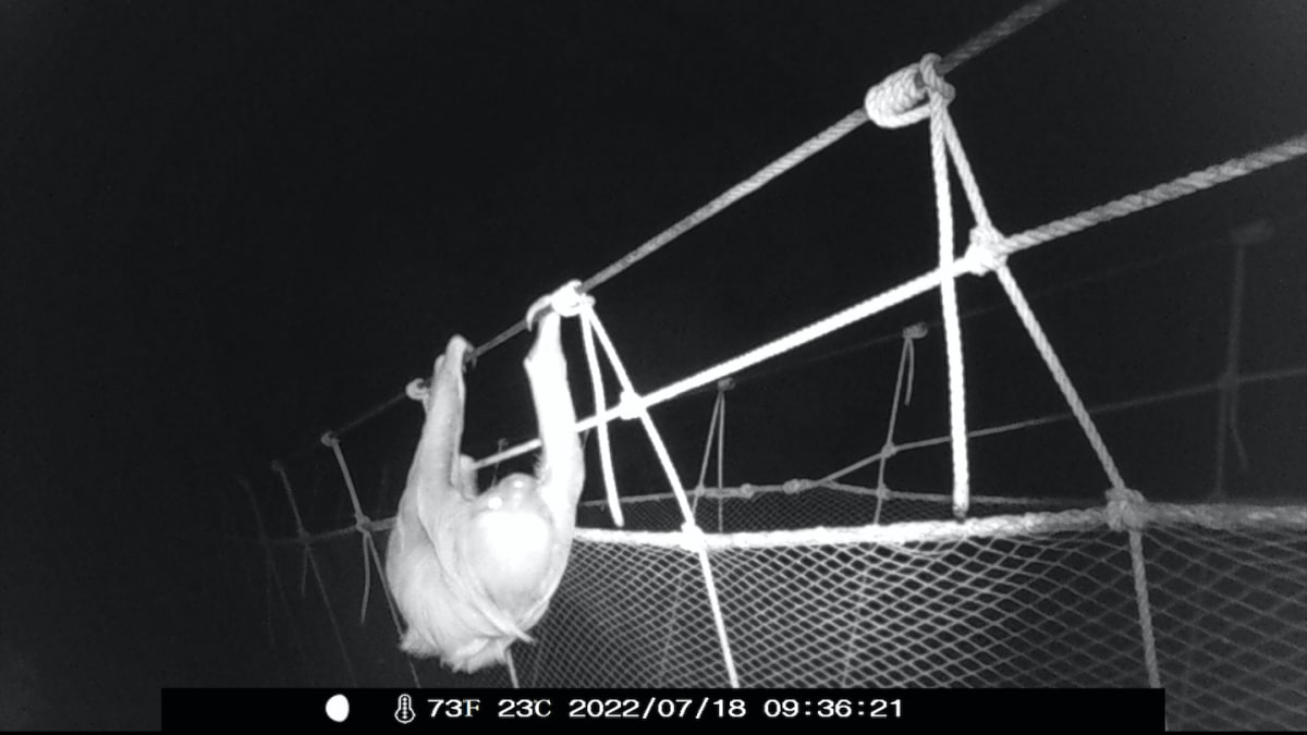 Canopy Bridges Give Sloths and Monkeys Safe Highway Crossings - Image 5