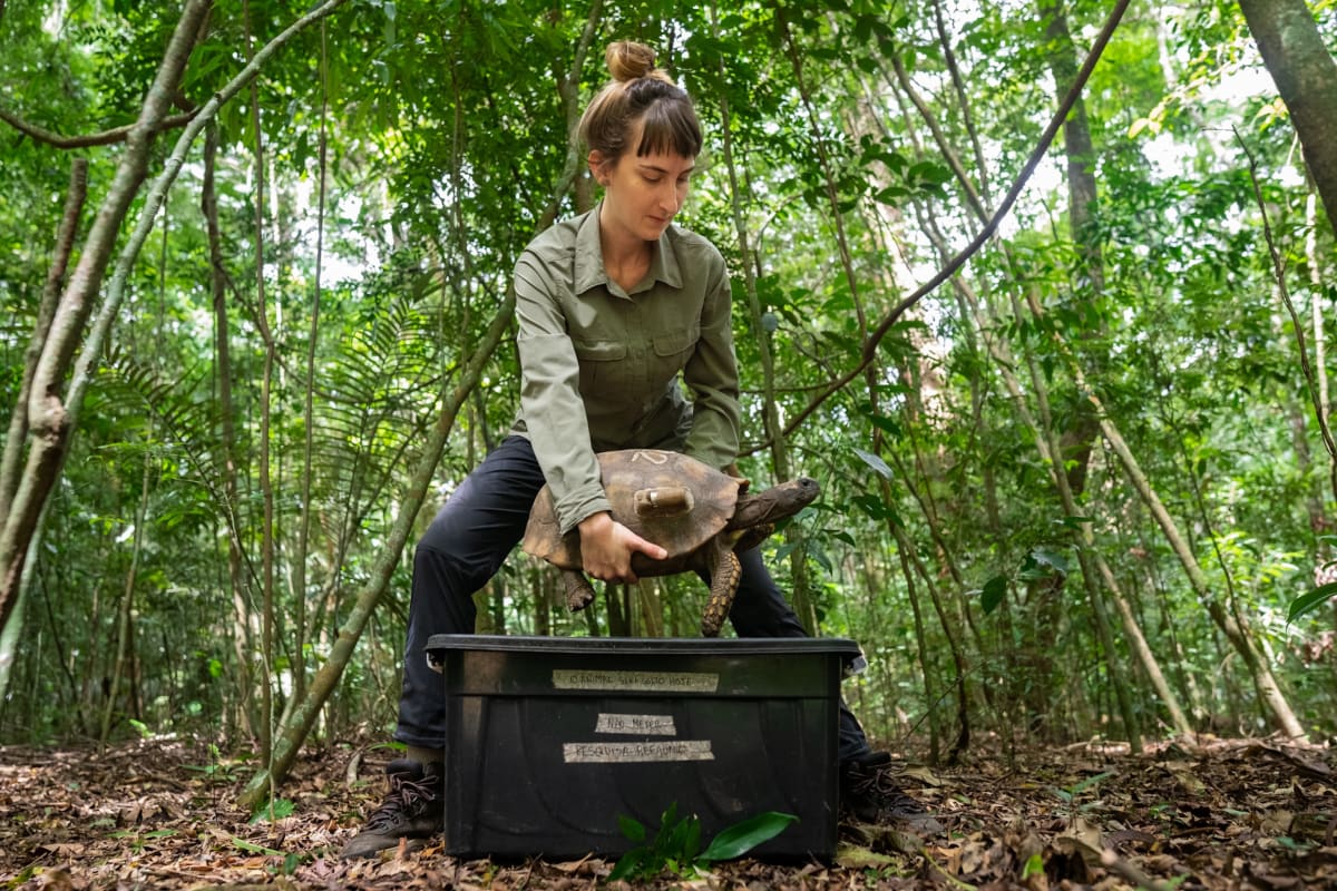 Rio Rewilding Brings Extinct Animals Back After 200 Years - Image 4