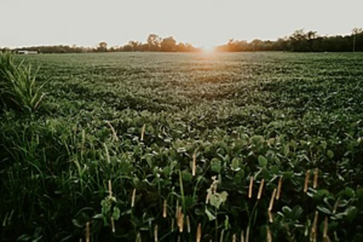 Philippines and Singapore Launch Carbon Trading Partnership - Image 4