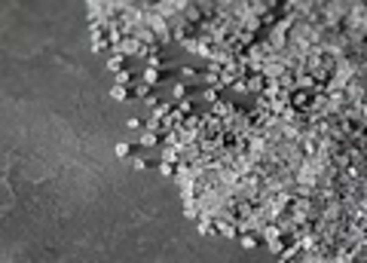 15-Cent Salt Innovation Fights Anemia for Millions - Image 3