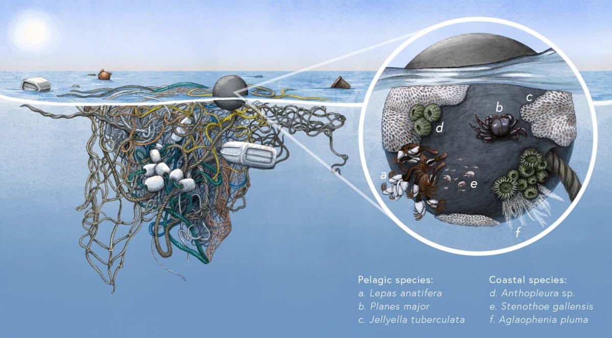 Pacific Garbage Patch Now Hosts Thriving Marine Life - Image 5