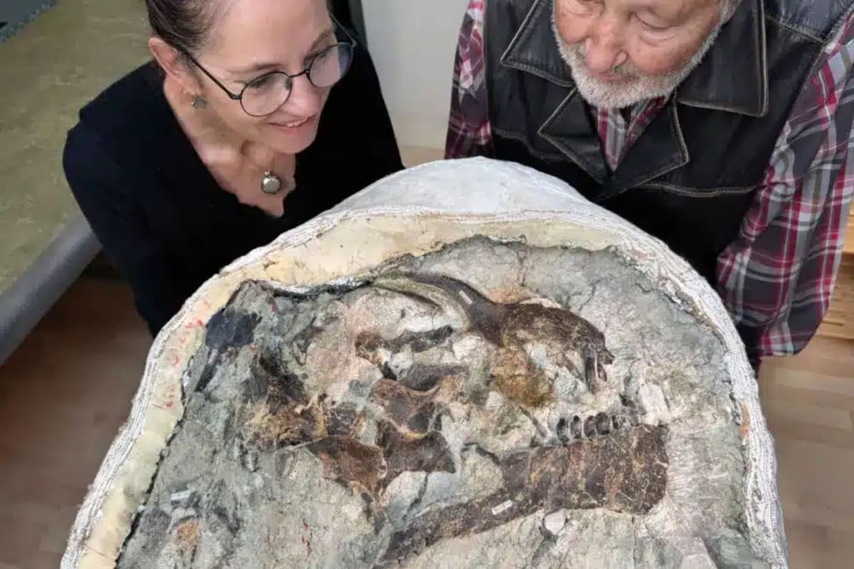 Swiss Team Finds Nearly Perfect 150-Million-Year-Old Skull - Image 2