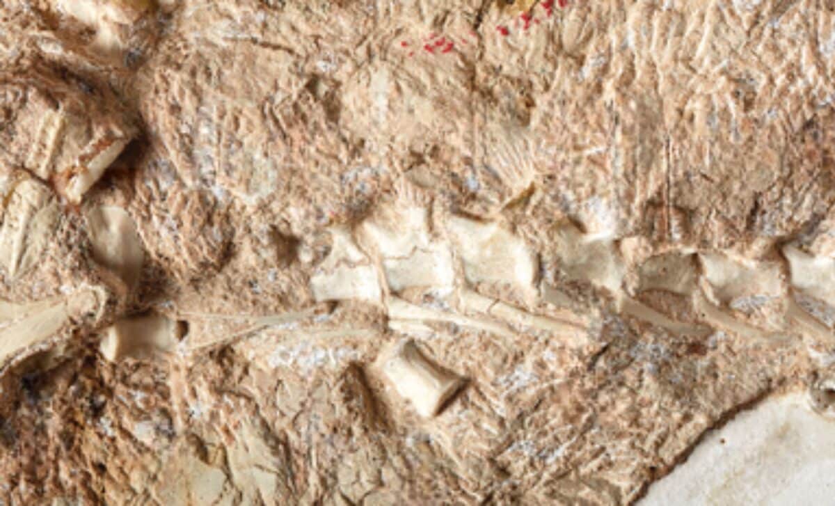 215-Million-Year-Old Racing Croc Found in England - Image 2