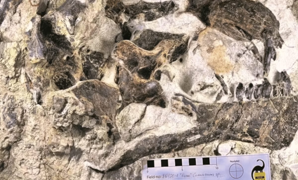 Nearly complete fossilized skull of juvenile Camarasaurus dinosaur, showing preserved bone structure and teeth