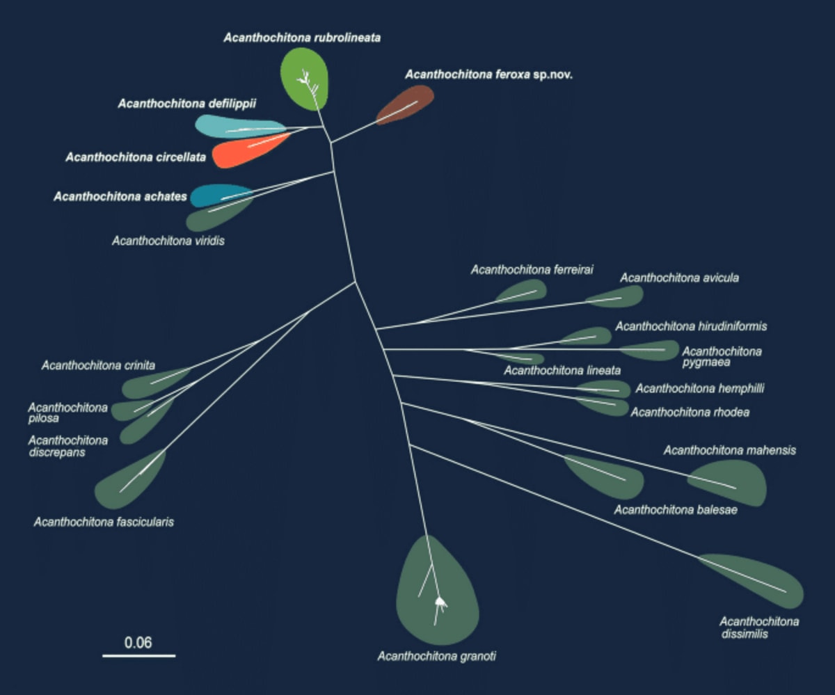 Scientists Find New Armored Mollusk Hidden for Millennia - Image 2
