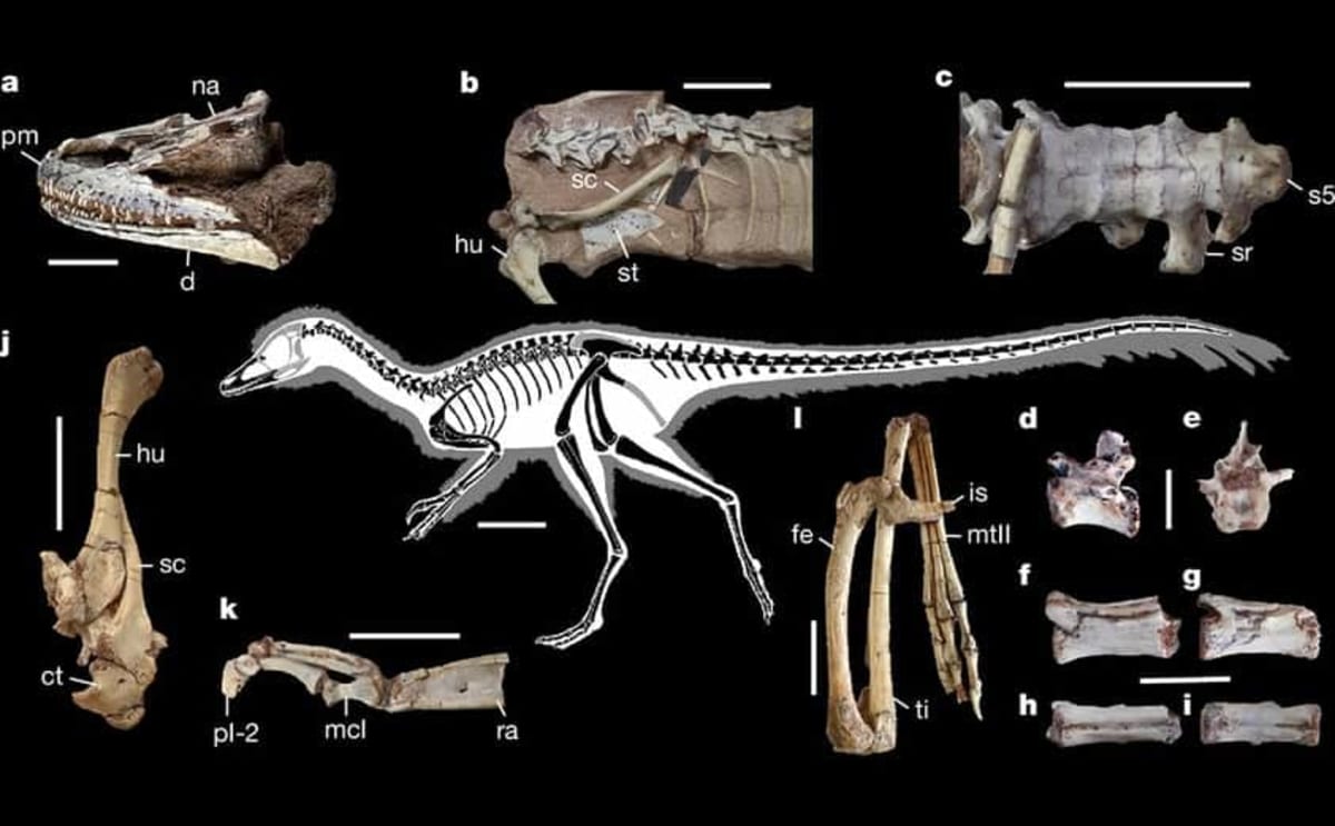 Chicken-Sized Dinosaur Thrived Alongside Prehistoric Giants - Image 2
