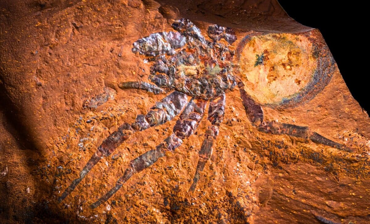 Microscopic fossil of ancient spider showing individual hairs preserved in reddish iron-rich rock