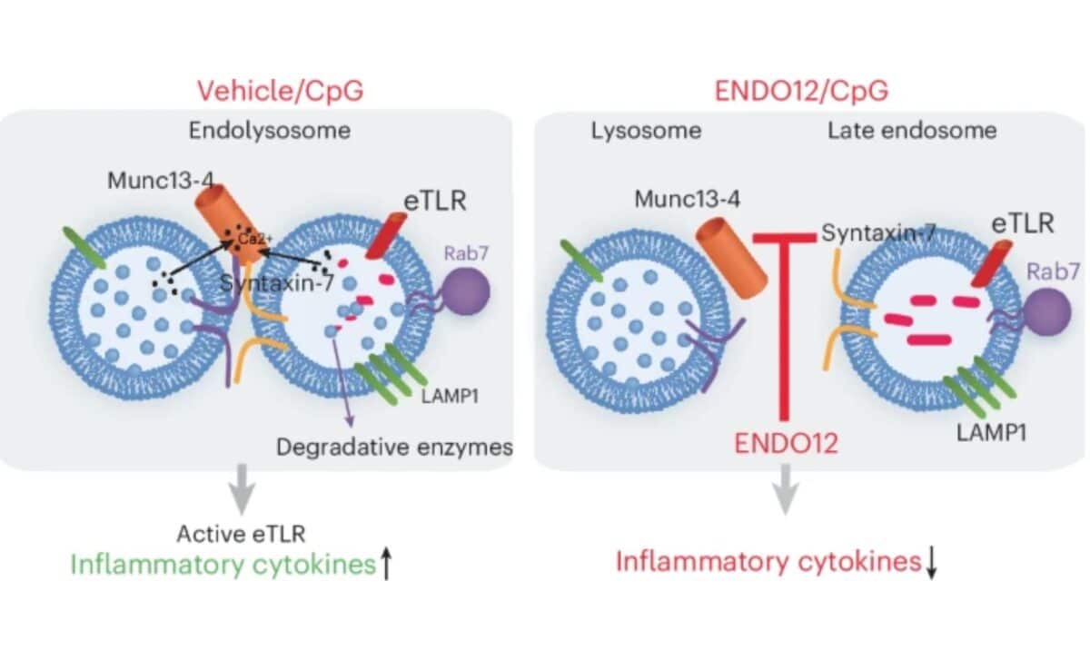 New Arthritis Drug Blocks Pain, Protects Your Immune System - Image 3