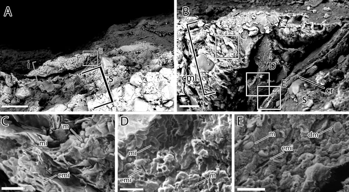 Scientists Discover Dinosaurs Had Speckled, Colorful Skin - Image 4