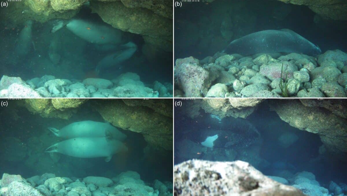 Rare Seals Find Secret Underwater Caves to Escape Tourists - Image 2