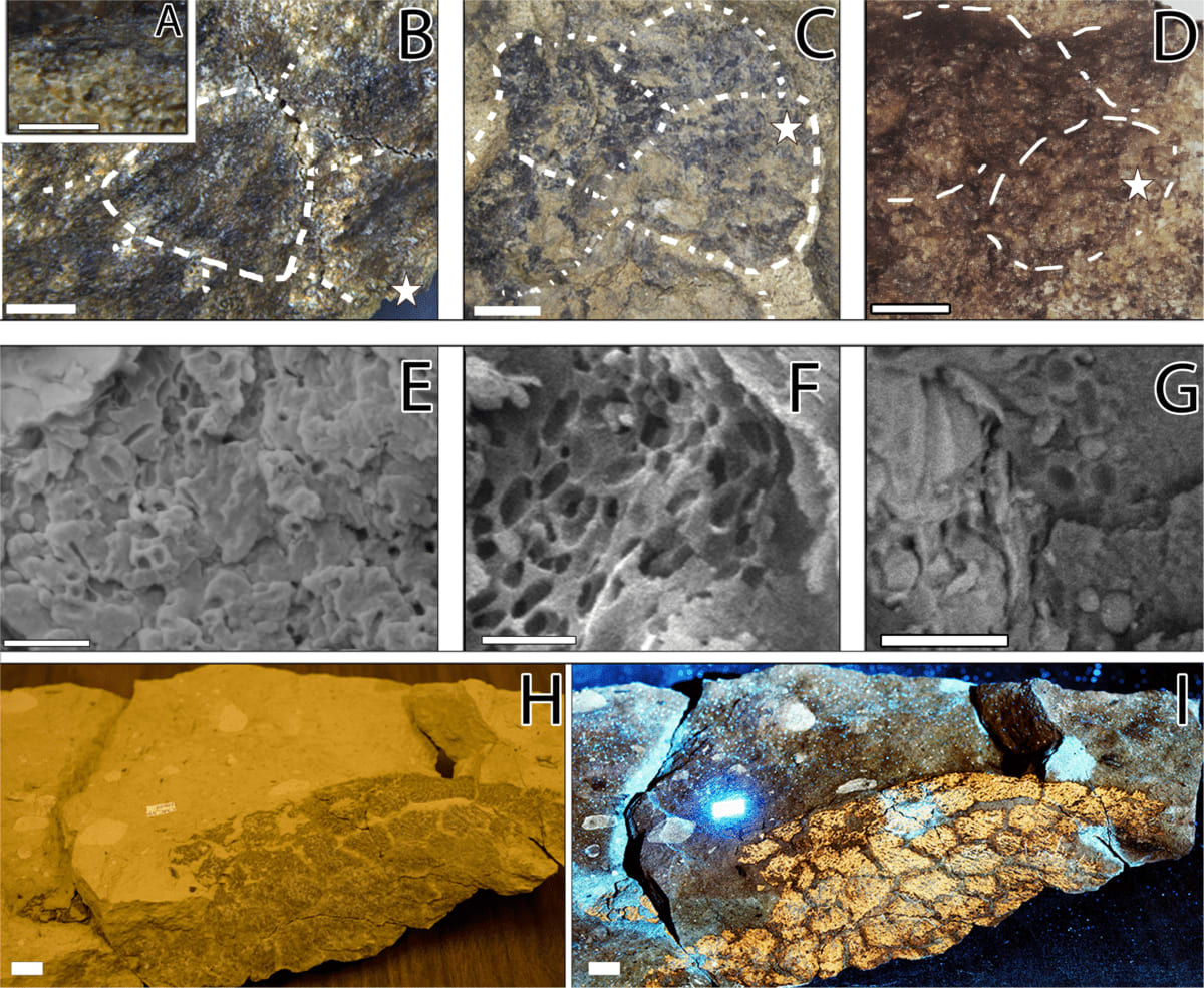 Scientists Discover Dinosaurs Had Speckled, Colorful Skin - Image 3