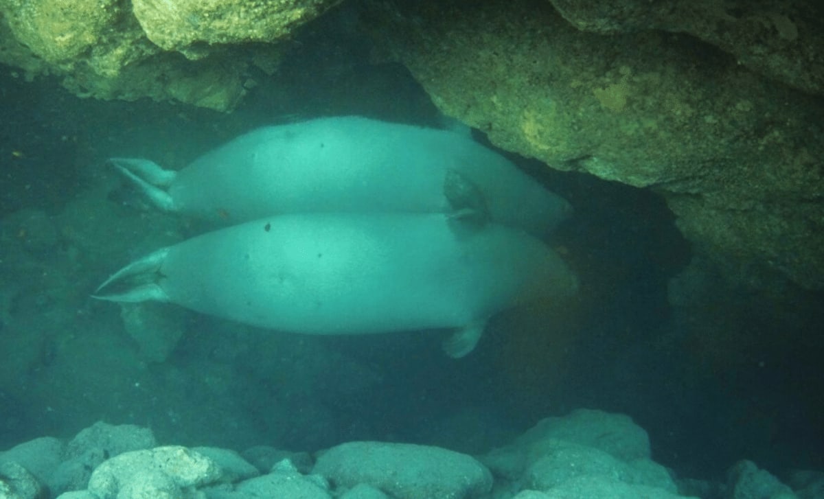 Rare Seals Find Secret Underwater Caves to Escape Tourists