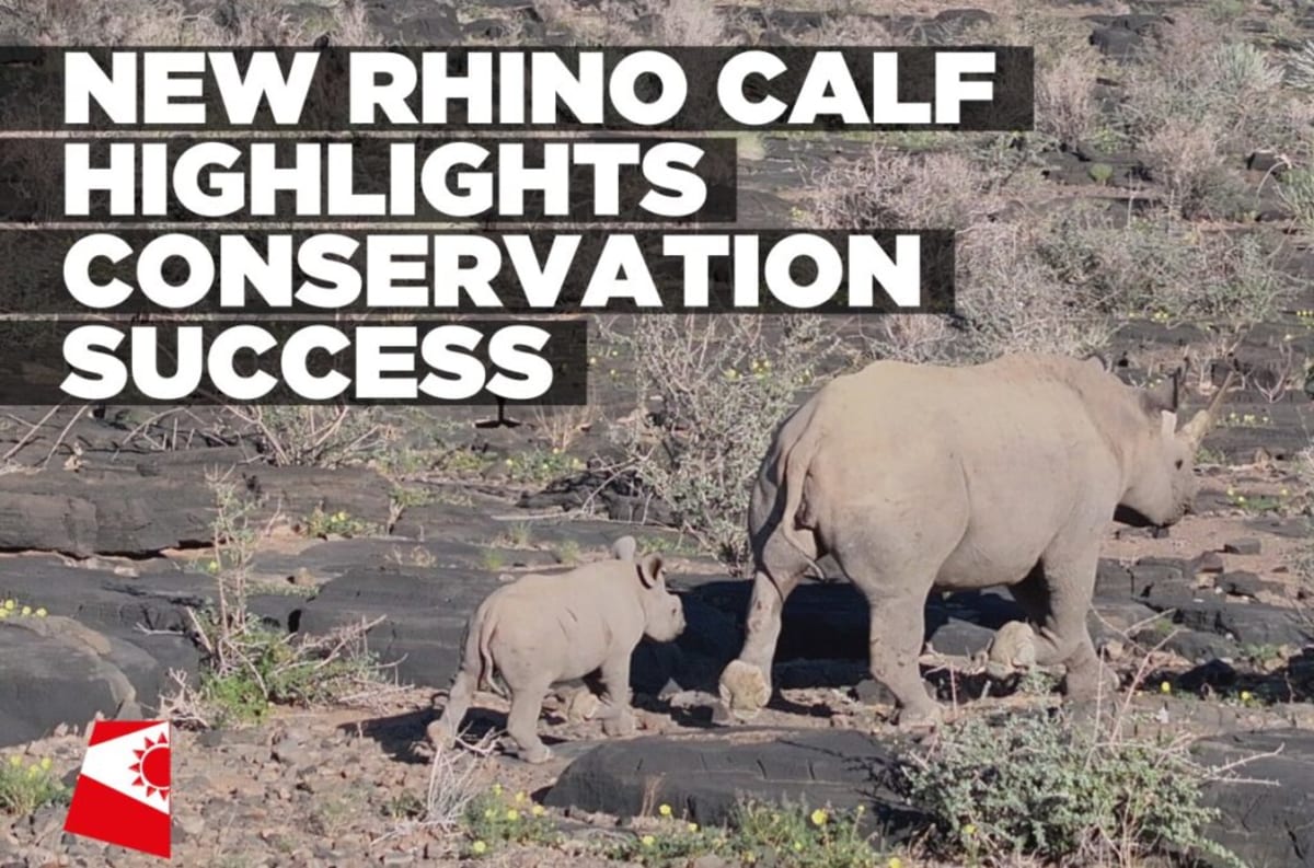 Black rhinoceros calf walking beside its mother at Gondwana sanctuary in Namibia