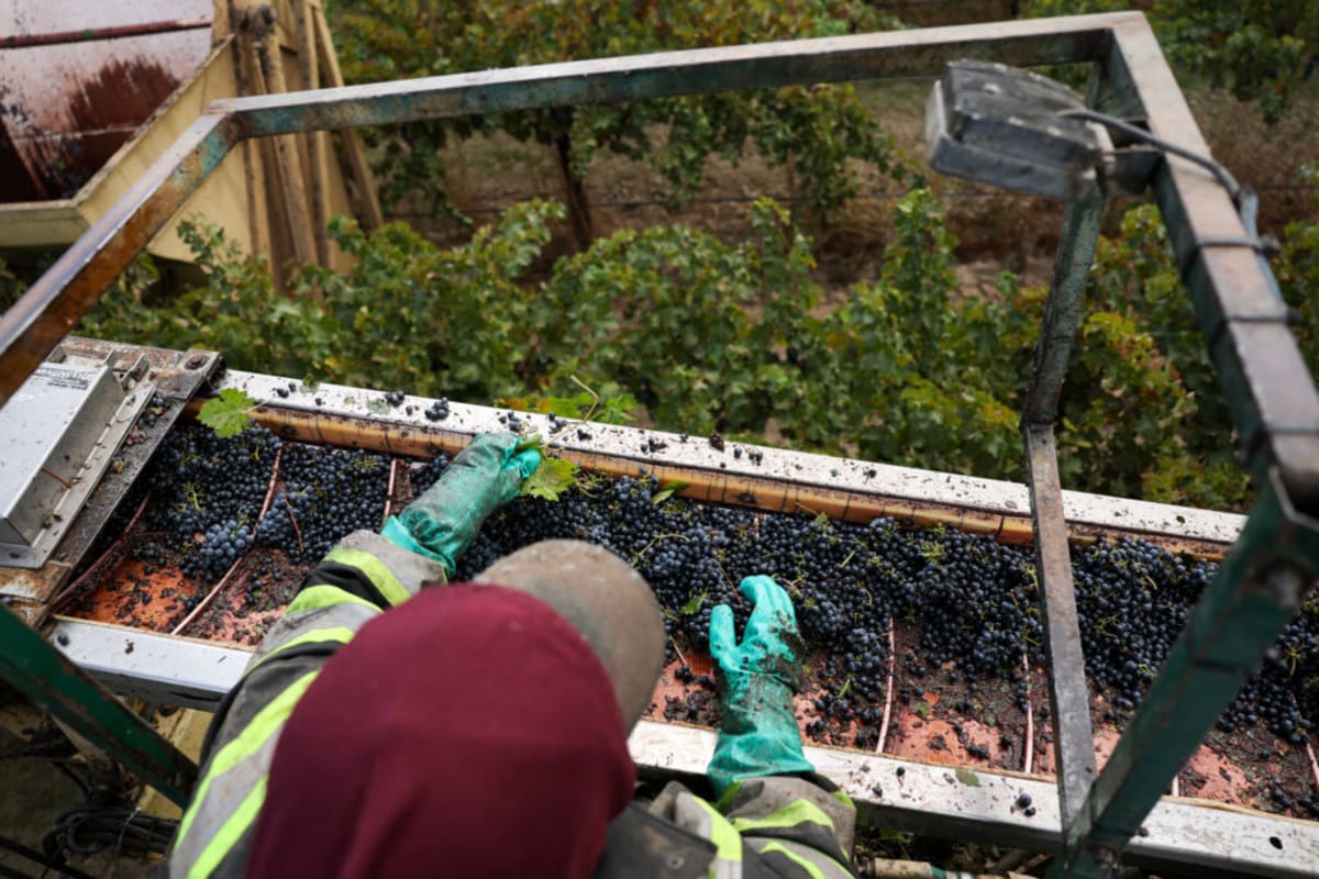 California Wine Label Puts Vineyard Workers First