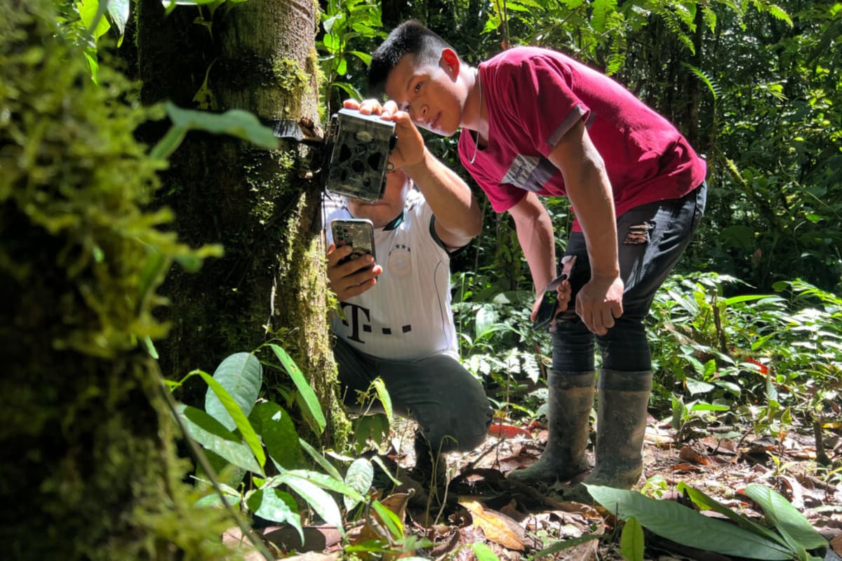 Indigenous paraecologist photographing fresh jaguar track in muddy Amazon rainforest trail in Ecuador