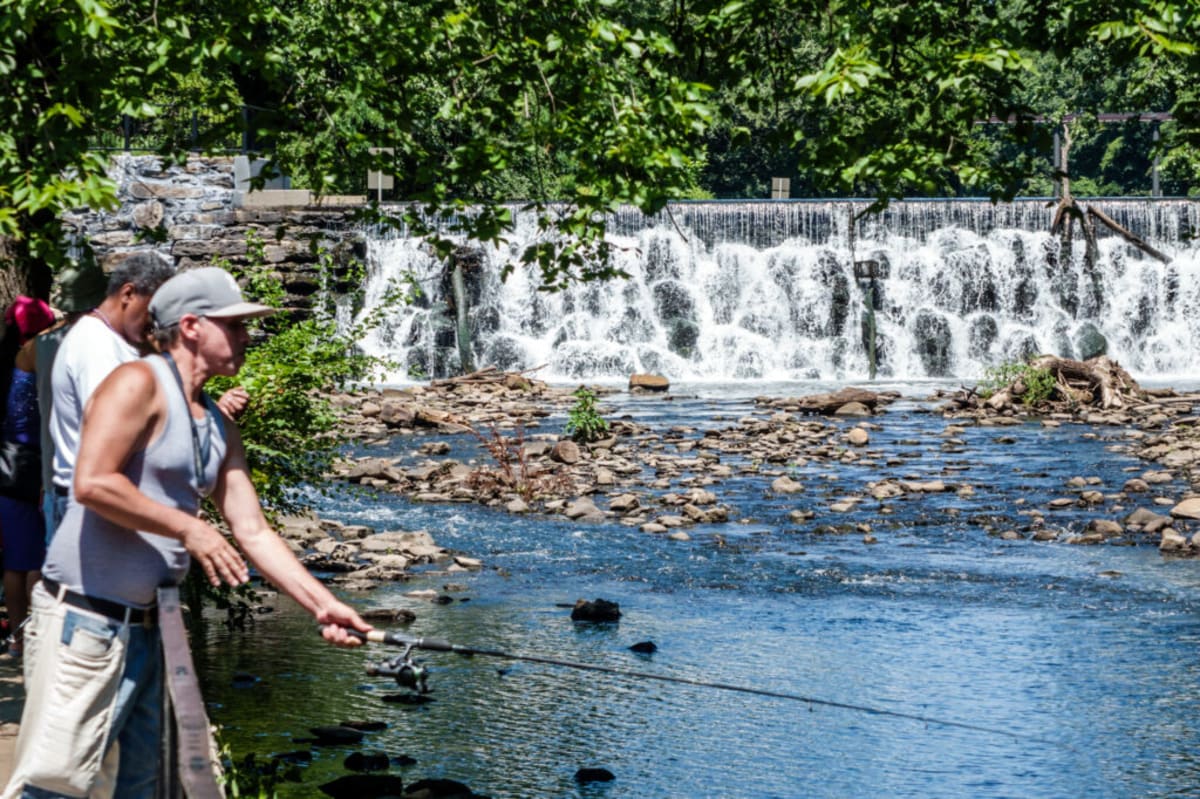 Weir barrier at Starlight Park blocks river herring migration up Bronx River