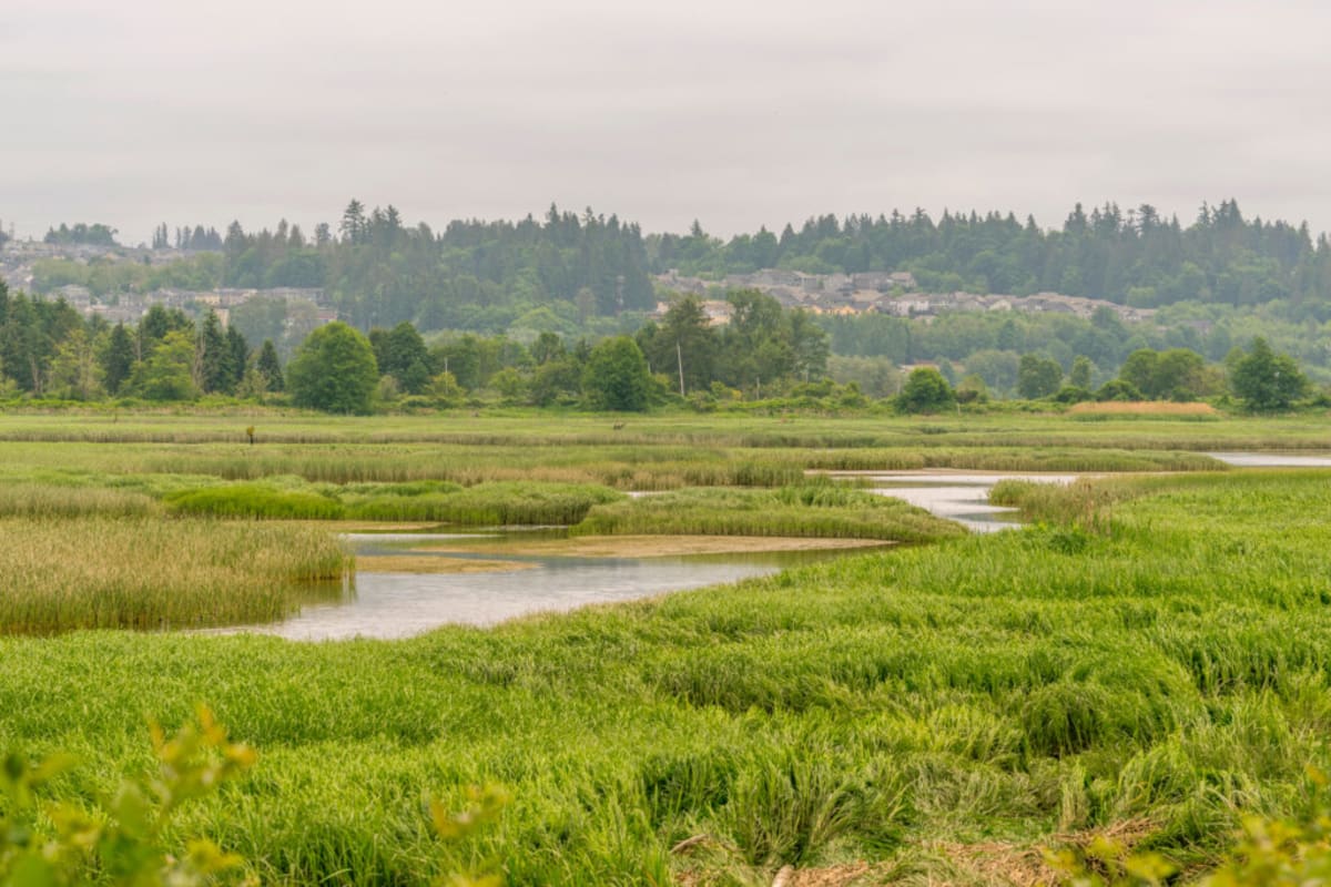 Washington Scientists Use AI to Find Hidden Wetlands