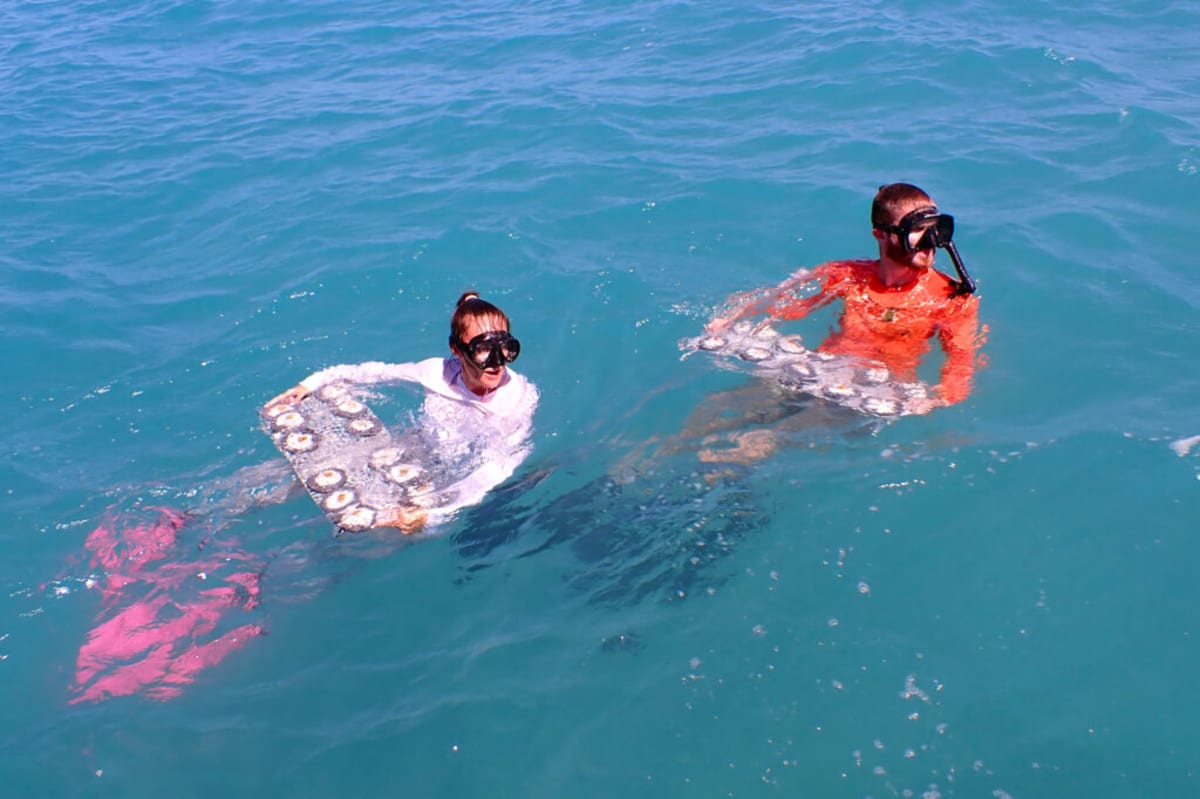 Young lab-grown elkhorn coral polyps being prepared for ocean planting in Florida waters