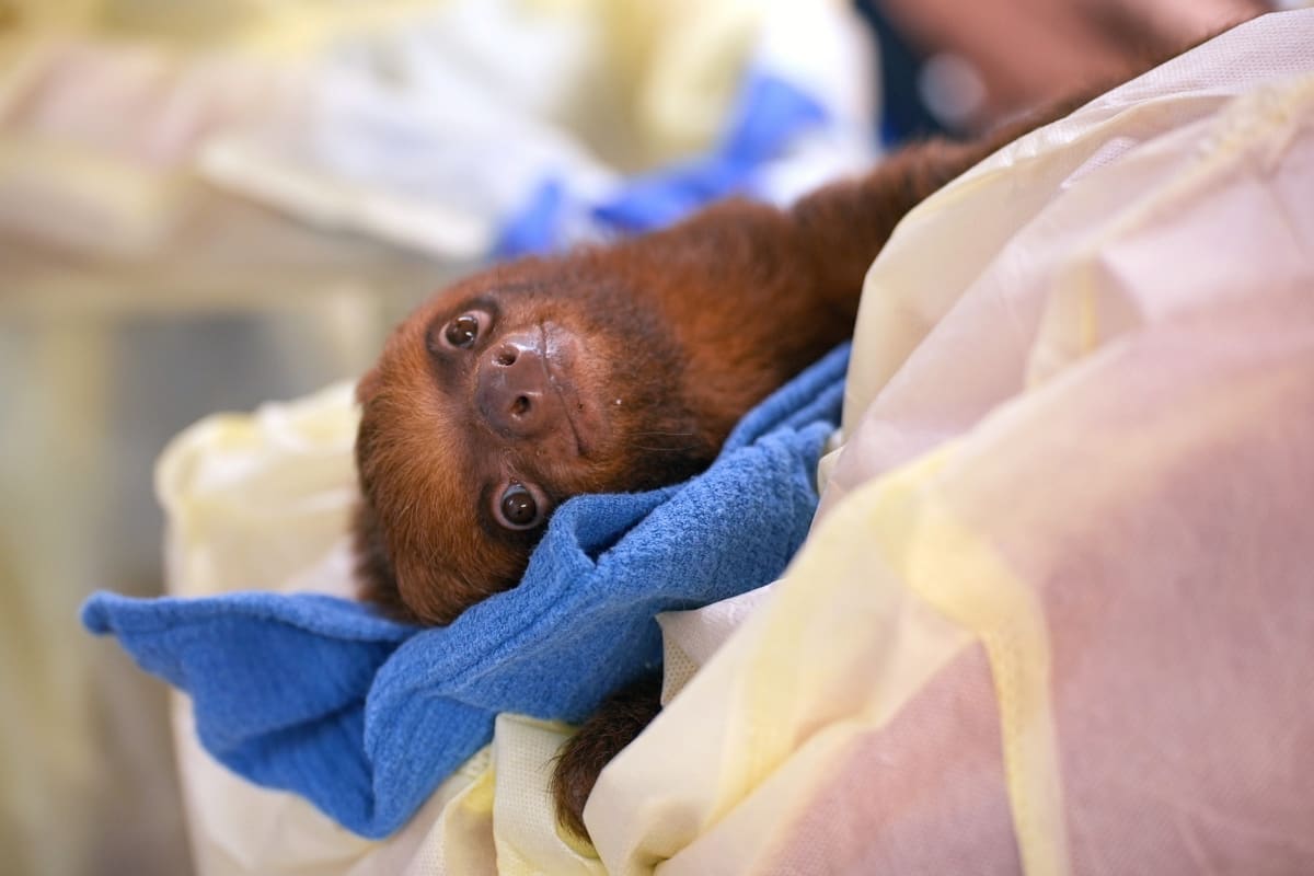Rescued sloth climbing tree branches in safe enclosure at Central Florida Zoo