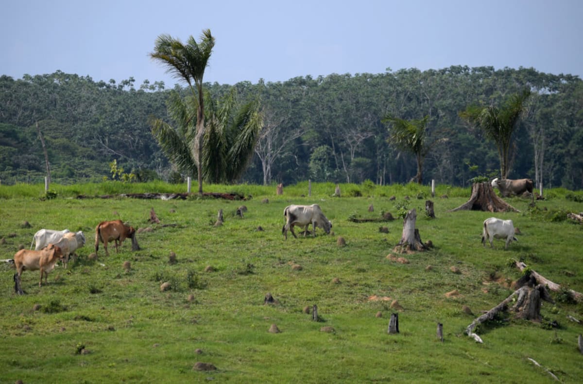 Cattle grazing in the lush green Amazon rainforest landscape in Colombia