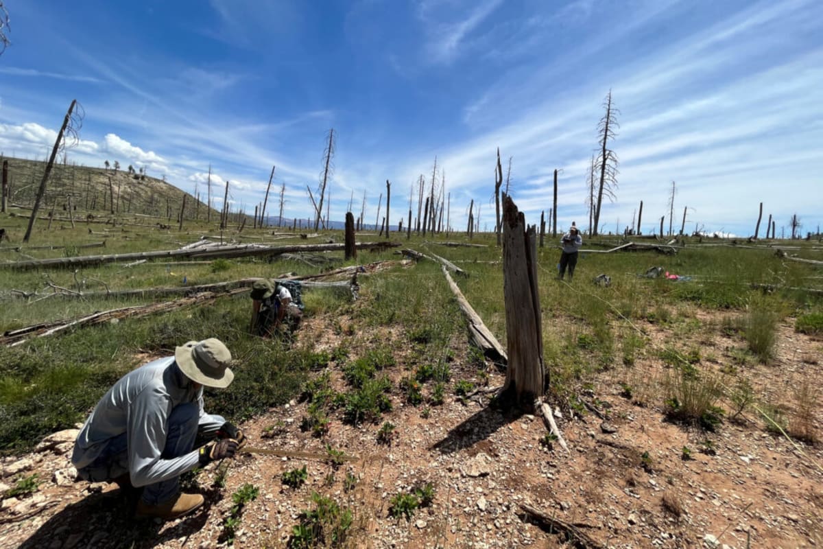 New Mexico Training 5M Seedlings to Survive Wildfires