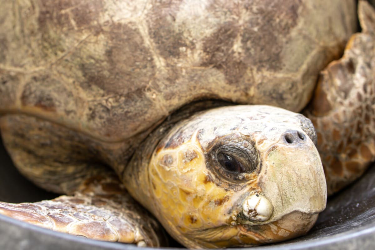 Florida Volunteers Rescue 59 Sea Turtles From Fishing Pier