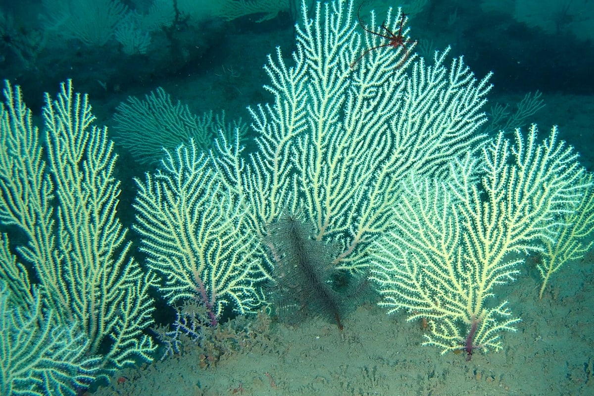 Scientists Rediscover Lost Coral Reef Off Benin Coast
