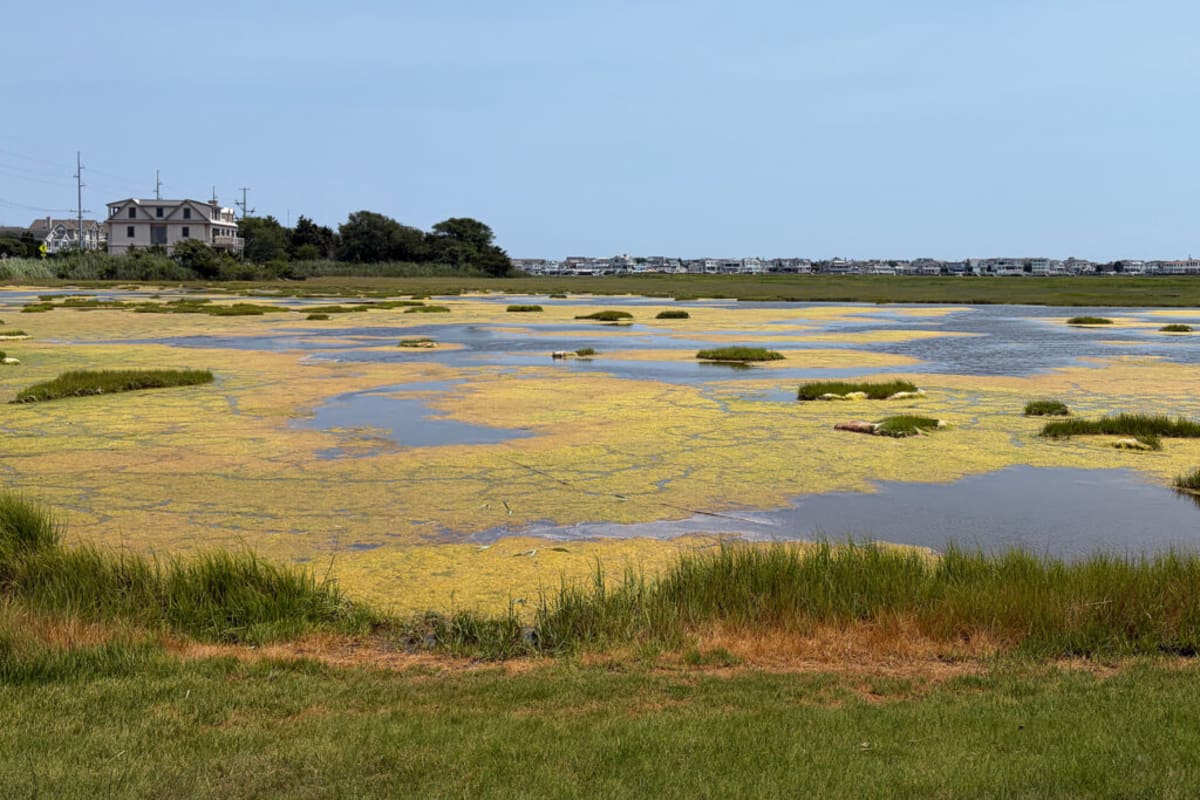 ** Lush green coastal marsh grasses growing in shallow tidal pools at restoration site