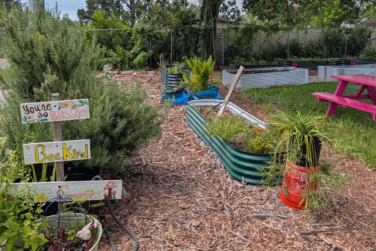 Fresh vegetables growing in urban community garden with volunteers tending raised beds in Tampa neighborhood