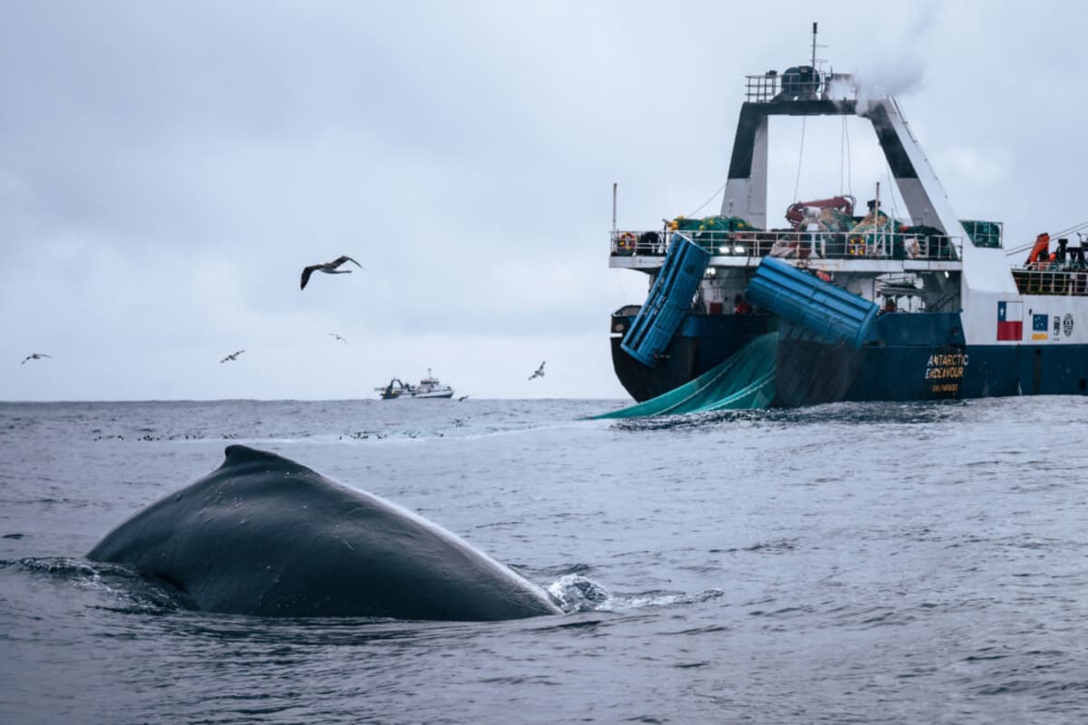 Humpback whales surfacing together in Antarctic waters near floating ice