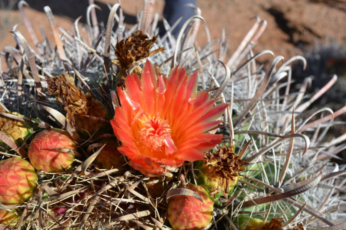 Latinos Kick Off Conservation Week at Arizona Monument - Image 2