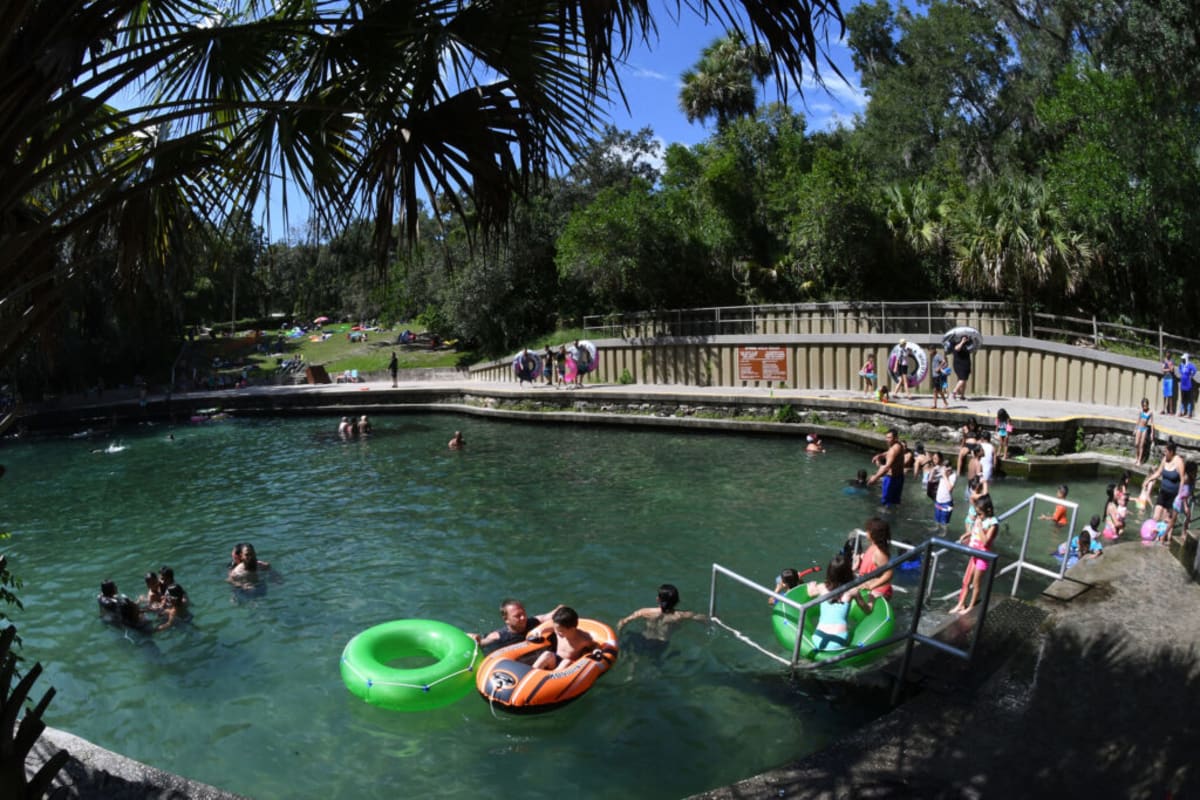 Algae bloom in Florida spring water showing environmental pollution impact on freshwater ecosystem