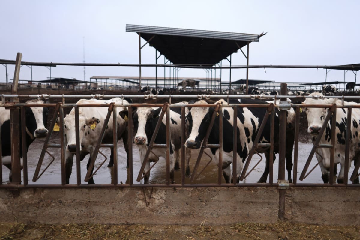 Map showing California dairy farms near areas with groundwater nitrate contamination risk