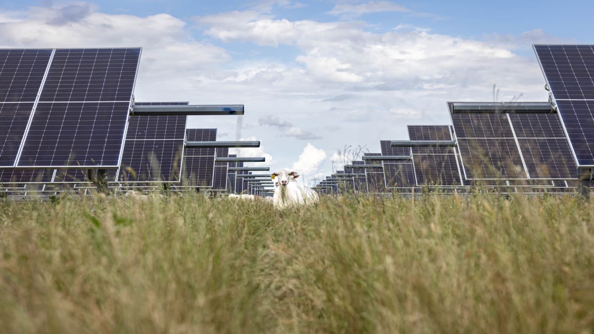 Solar Passes Coal in Texas for First Time Ever