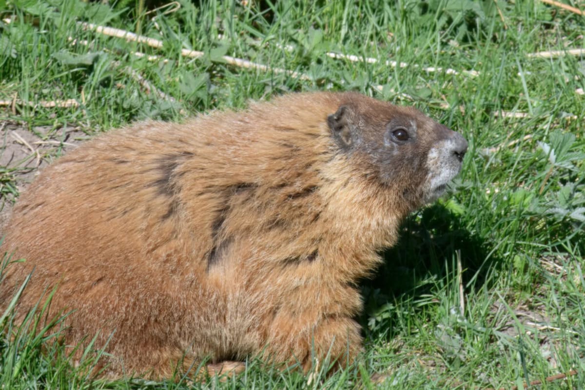 Fat Marmot Week Raises Funds for Wildlife Research