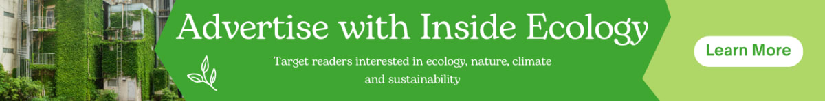 Real Paddington Bears Get £20K Lifeline in Bolivia - Image 3