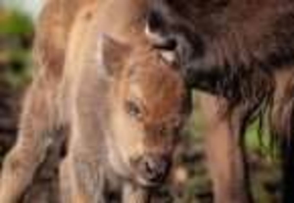 Real Paddington Bears Get £20K Lifeline in Bolivia - Image 5