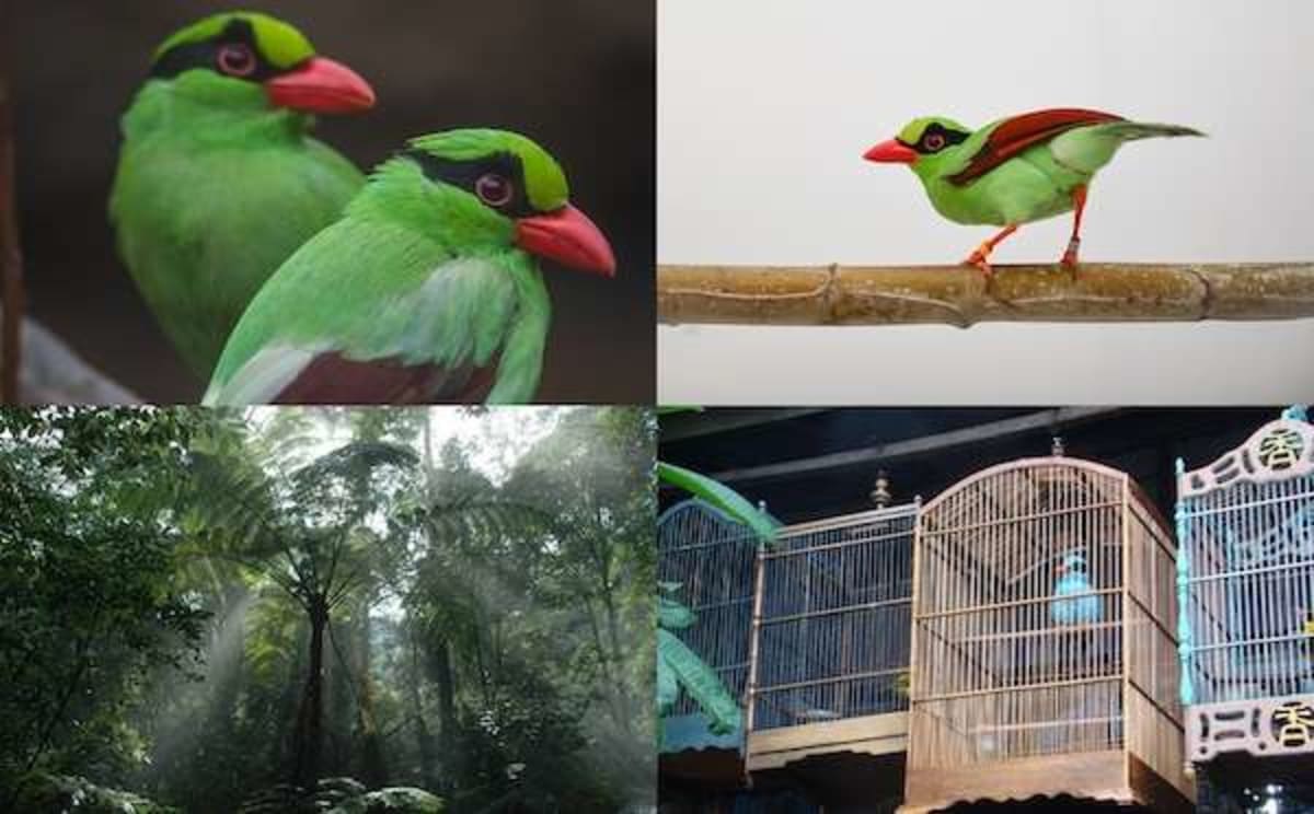 Rare Java Bird Gets Rescue Plan After Teams Find Zero Wild - Image 3