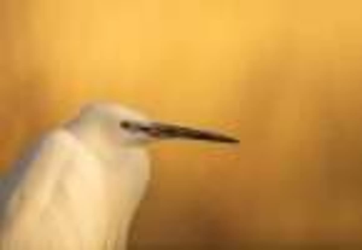 Rare Java Bird Gets Rescue Plan After Teams Find Zero Wild - Image 4