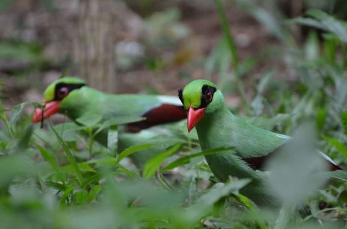 Rare Java Bird Gets Rescue Plan After Teams Find Zero Wild - Image 2