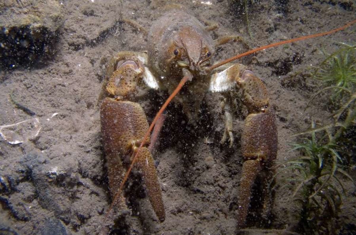 England Launches Largest Ever Crayfish Rescue Program