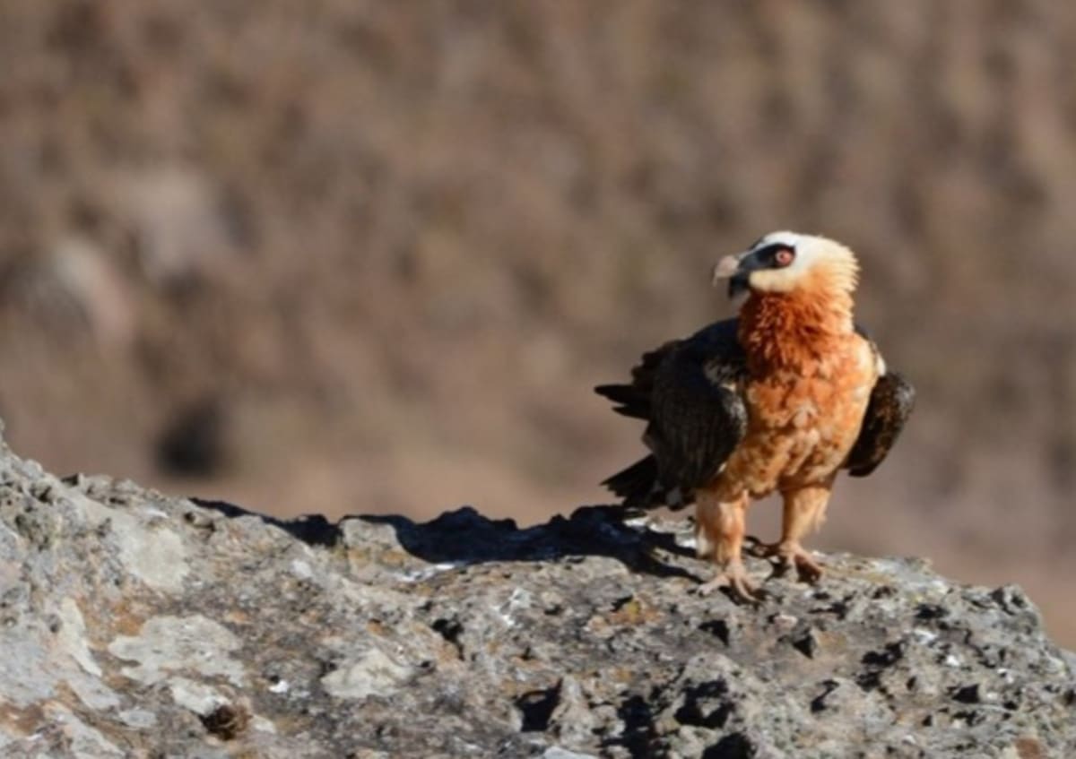Bearded Vulture soaring over dramatic mountain cliffs in Maloti-Drakensberg range, South Africa