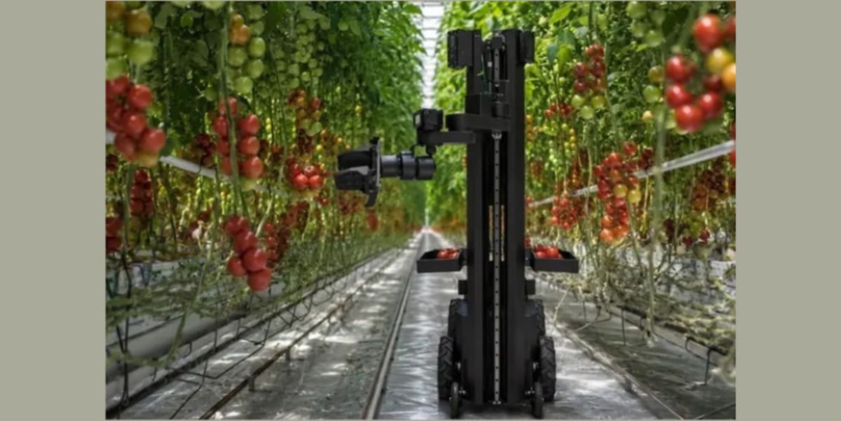 Autonomous agricultural robot with multiple robotic arms harvesting crops in Egyptian farmland
