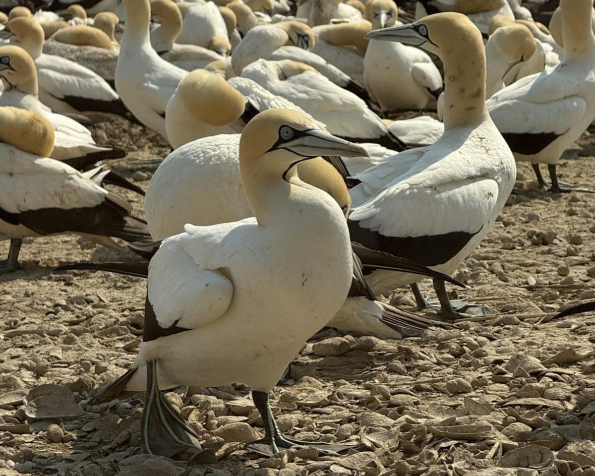 43,000 Cape Gannets Flock to South African Island