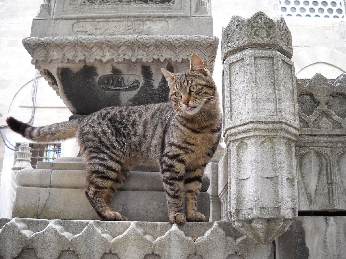 ** Orange tabby cat sitting peacefully on cobblestone street in Istanbul, Turkey