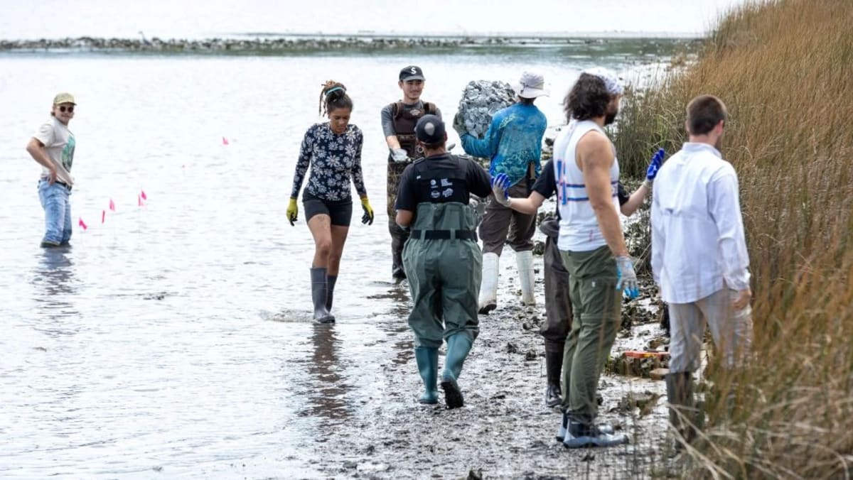 Volunteers carrying circular oyster shell modules into shallow river water at Jacksonville park
