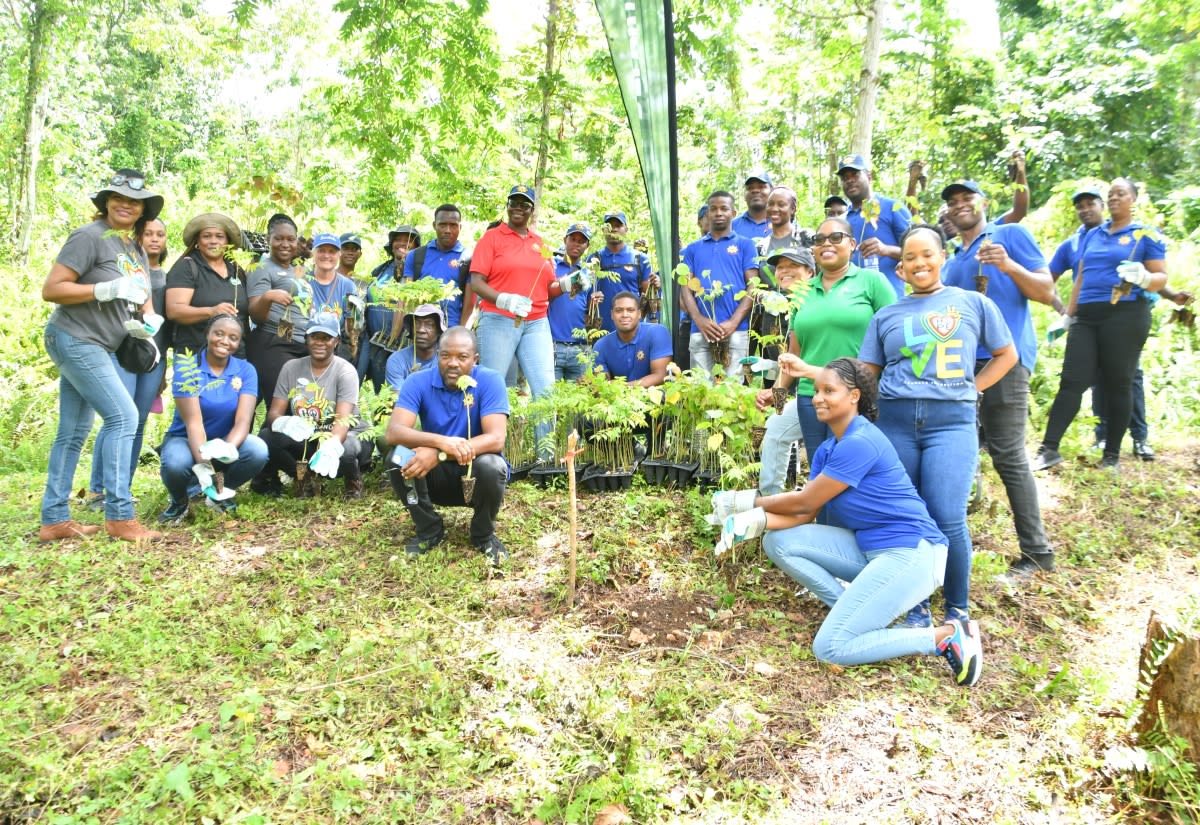 Jamaica Plants 300,000 Trees After Hurricane Damage