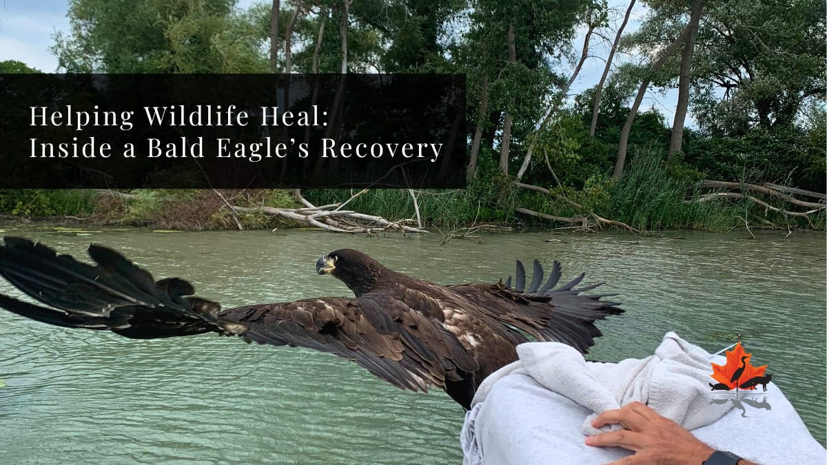 Injured Bald Eagle Returns to Wild After Leg Surgery