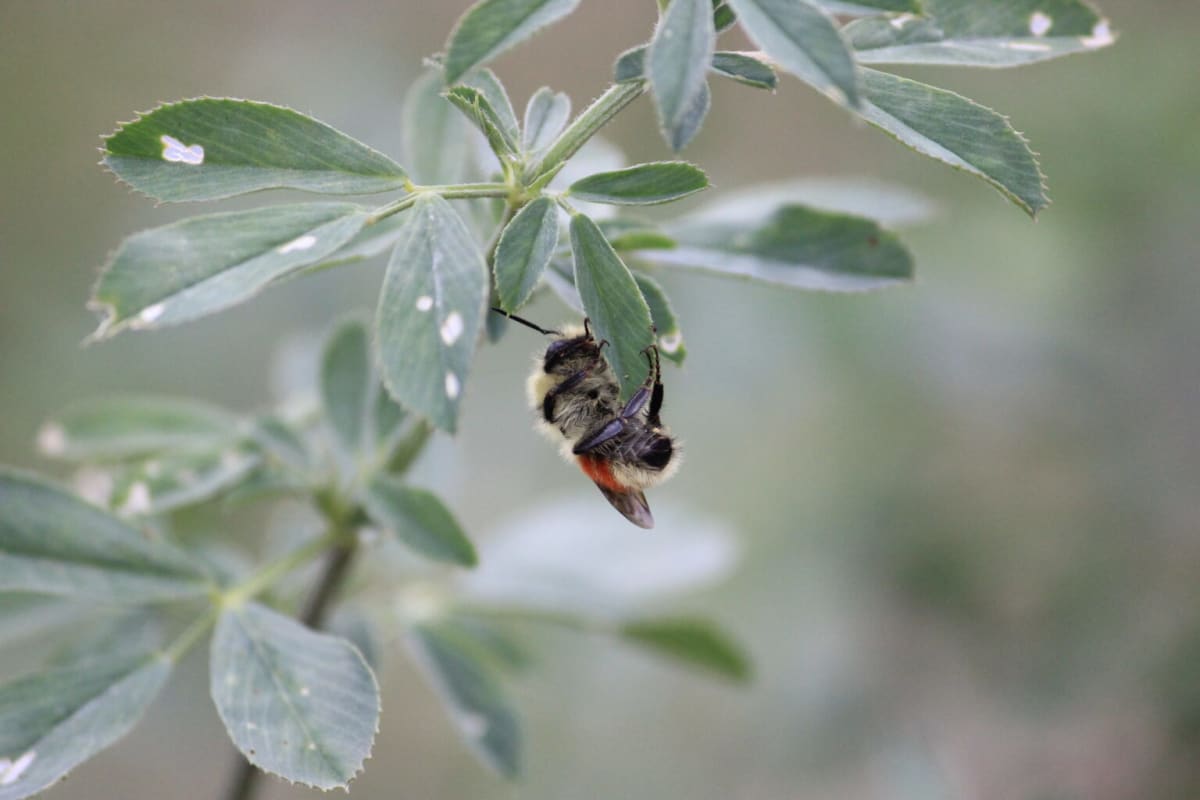 Kansas Volunteers Map Bumble Bees to Save At-Risk Species - Image 2
